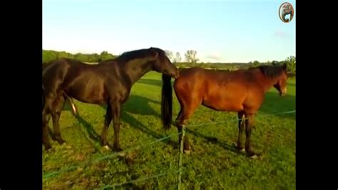 free horse sex videos|Horse .